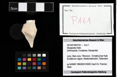 Foto (Objekt + Etikett) von Decapoda indet.  (NHMW-GEO-2014-0194-0161)